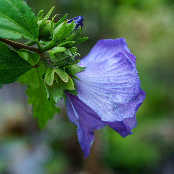 Blue Satin Rose of Sharon