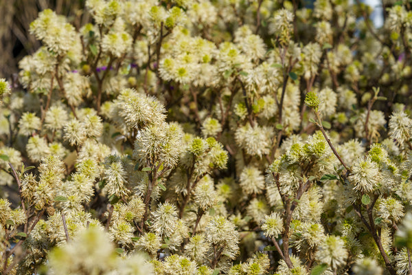 Blue Shadow Fothergilla - Fothergilla - Shrubs