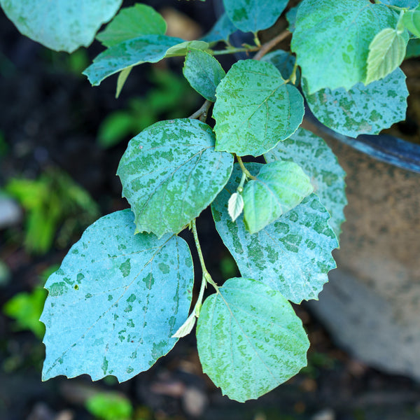 Blue Shadow Fothergilla