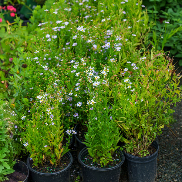 Blue Star Japanese Aster