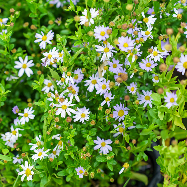 Blue Star Japanese Aster