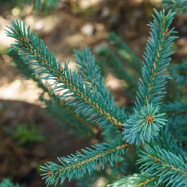 Blue Tear Drop White Spruce