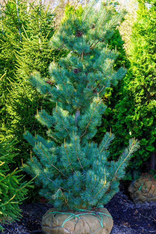 Blue Wave Japanese White Pine - Pine - Conifers