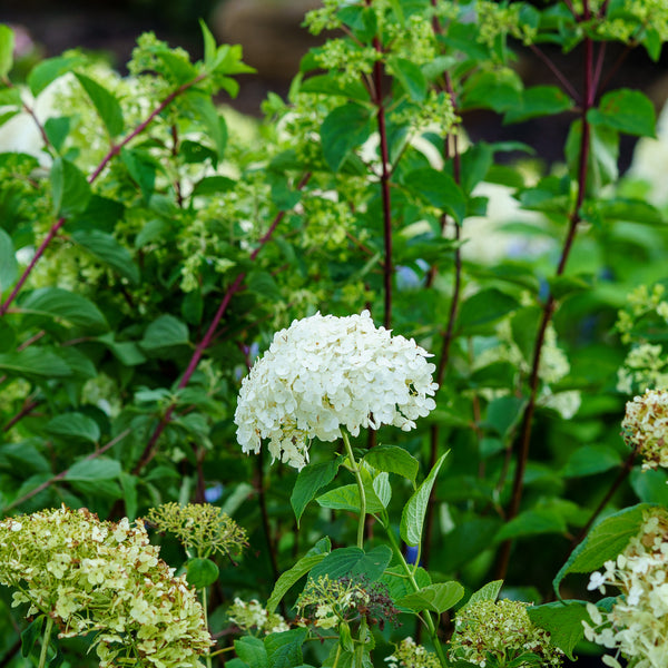 Bobo Hydrangea - Hydrangea - Shrubs