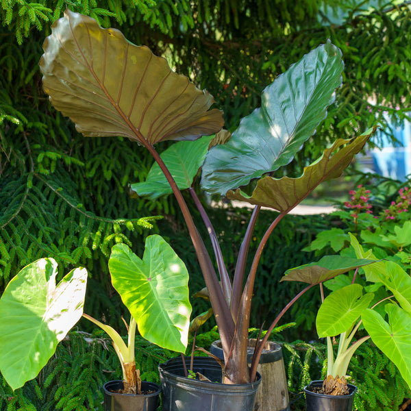 Assorted Alocasia