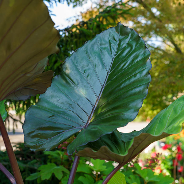 Assorted Alocasia