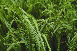 Boston Fern