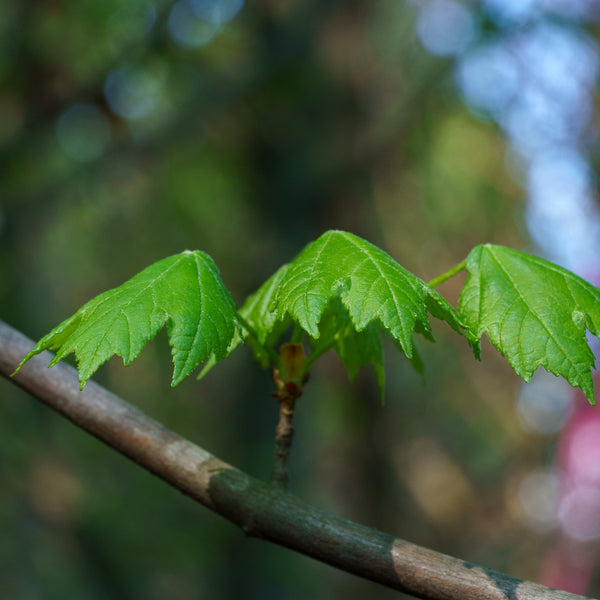 Brandywine Red Maple