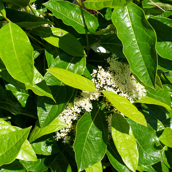 Brandywine Witherod Viburnum