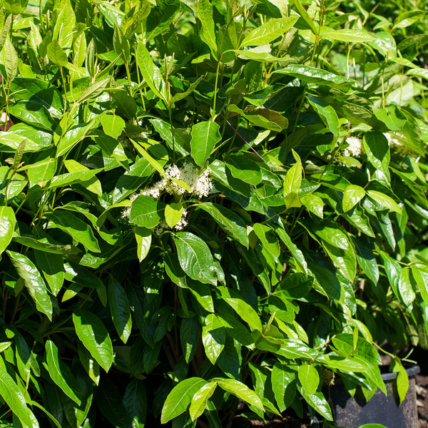 Brandywine Witherod Viburnum