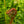 Load image into Gallery viewer, Brazilian Tree Fern
