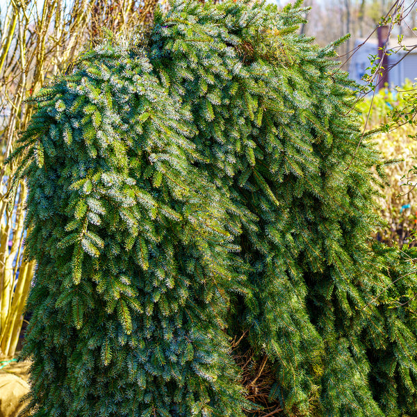 Bruns Weeping Serbian Spruce - Spruce - Conifers