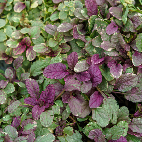 Burgundy Glow Bugleweed