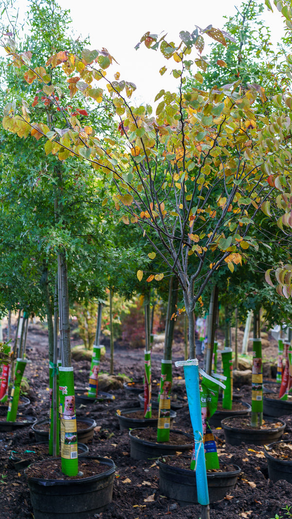 Burgundy Hearts Redbud