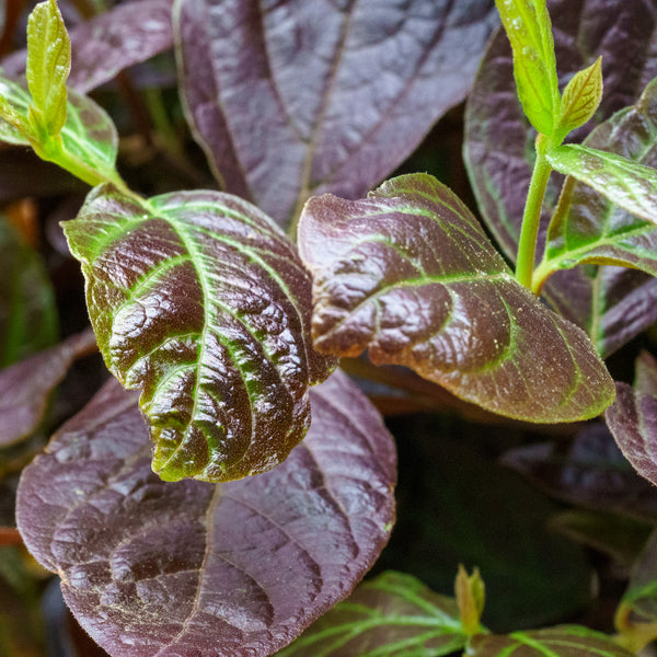 Burgundy Spice Sweetshrub - Other Shrubs - Shrubs