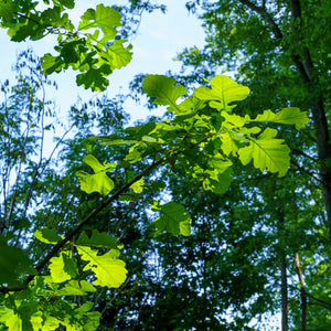 Burr Oak - Oak - Shade Trees