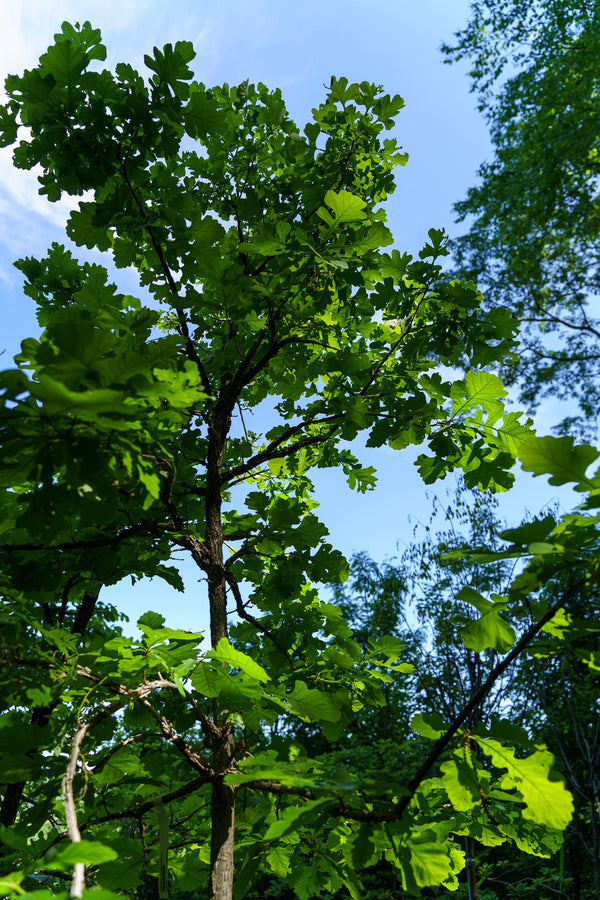 Burr Oak - Oak - Shade Trees