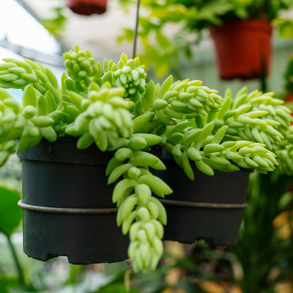 Burro's Tail