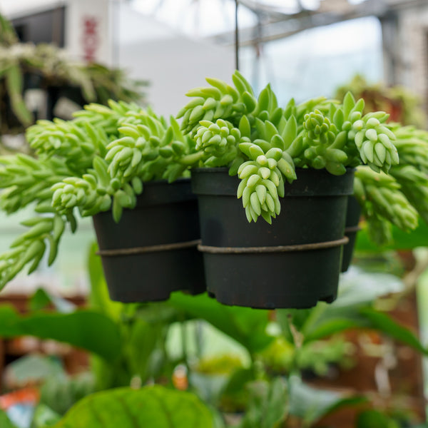 Burro's Tail