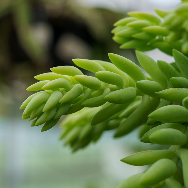 Burro's Tail