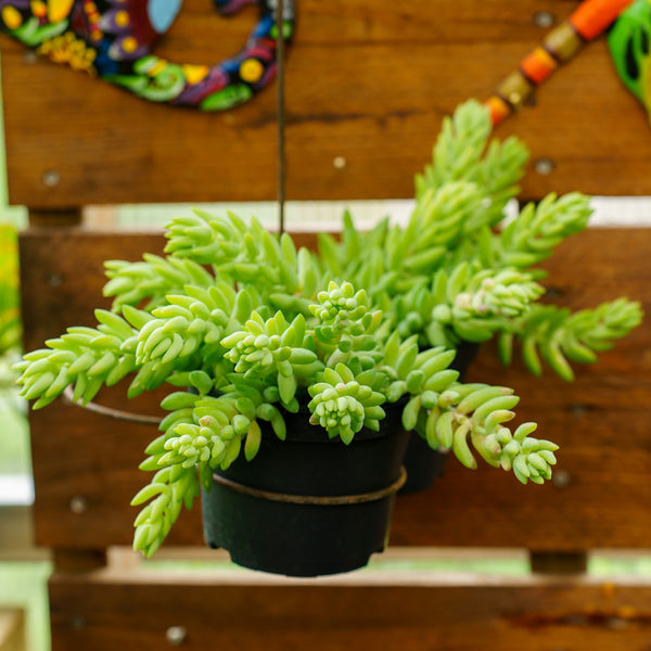 Burro's Tail