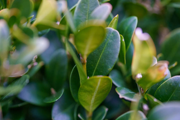 Marshall's #2 Boxwood - Boxwood - Shrubs