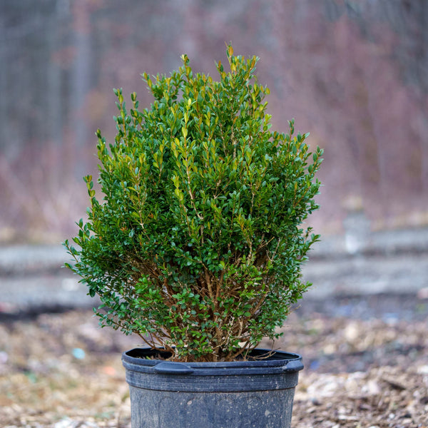 Hedging Green Mountain Boxwood - Boxwood - Shrubs