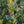 Load image into Gallery viewer, Hedging Green Mountain Boxwood - Boxwood - Shrubs
