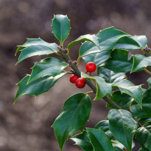 Centennial Dragon Holly - Holly - Hollies