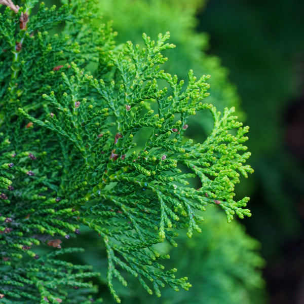 Compact Hinoki Cypress - Cypress - Conifers