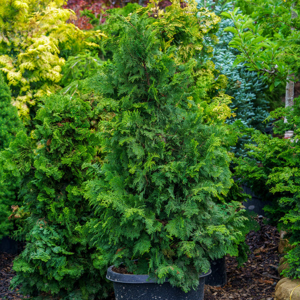 Compact Hinoki Cypress - Cypress - Conifers