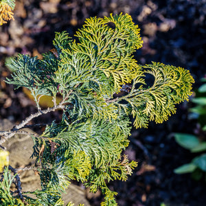 Confucius Hinoki Cypress - Cypress - Conifers