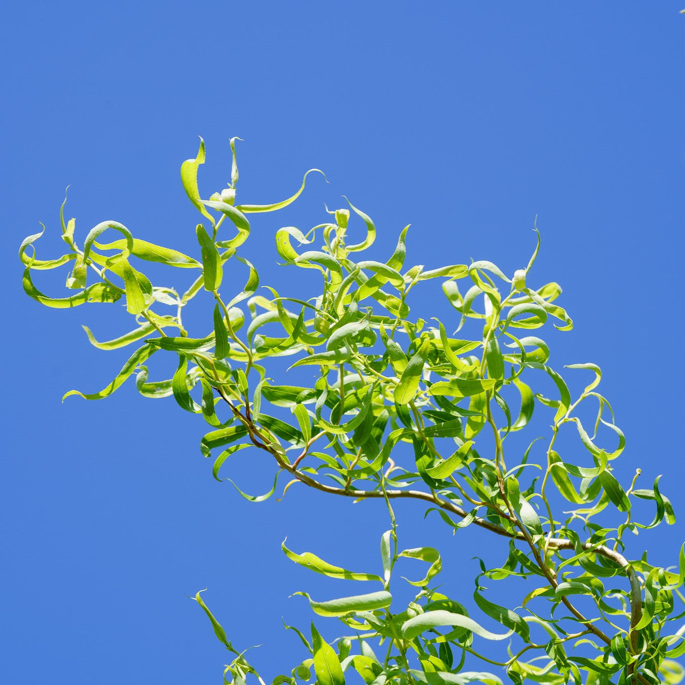 Chinese Corkscrew Willow Tree