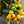 Load image into Gallery viewer, Calamondin Orange
