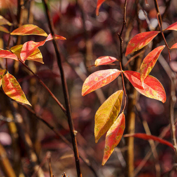 Canada Red Chokecherry