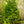 Load image into Gallery viewer, Candian Hemlock - Hemlock - Conifers
