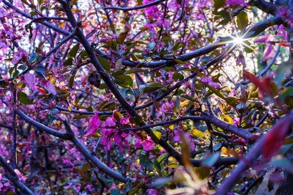 Cardinal Crabapple - Crabapple - Flowering Trees