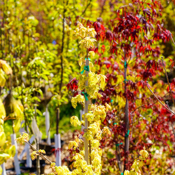 Carnival Hedge Maple - Maple - Shade Trees