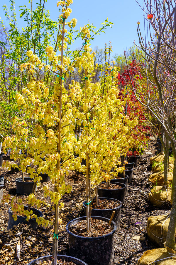 Carnival Hedge Maple - Maple - Shade Trees