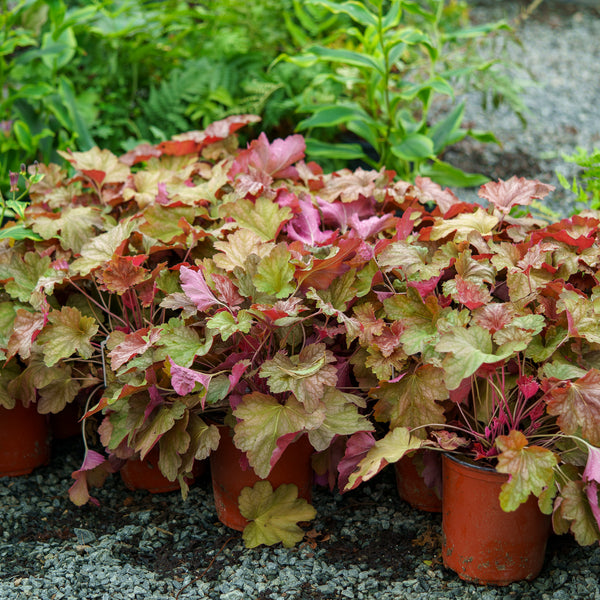 Carnival Watermelon Coral Bells