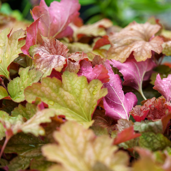 Carnival Watermelon Coral Bells