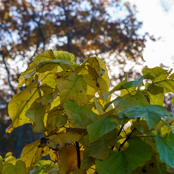 Catalpa