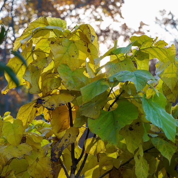 Catalpa