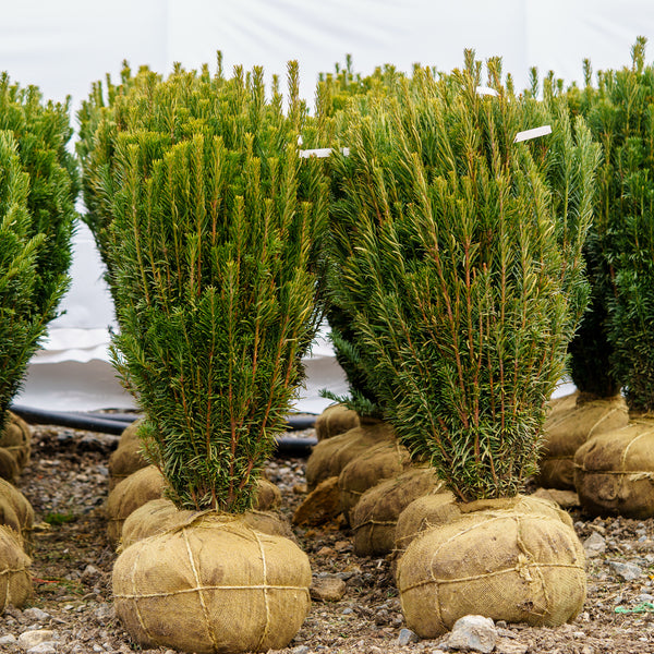 Upright Japanese Plum Yew - Yew - Conifers