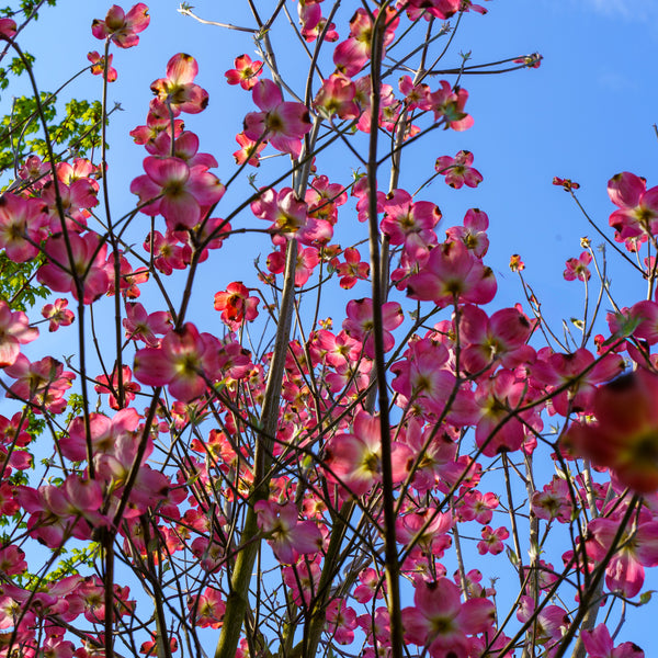 Cherokee Brave Dogwood