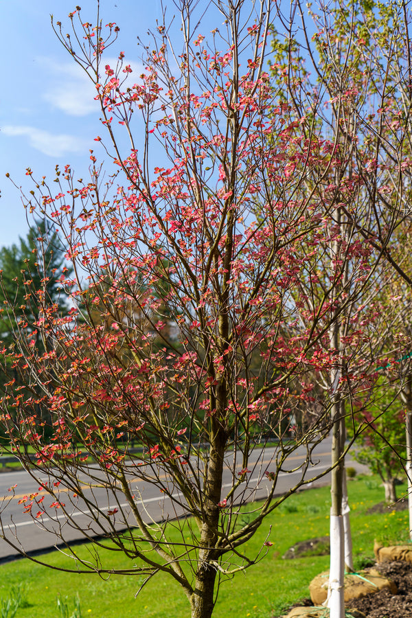 Cherokee Brave Dogwood