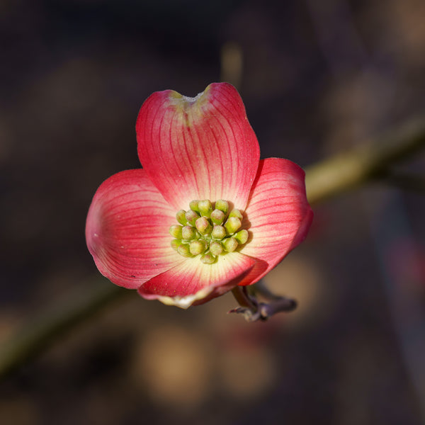 Cherokee Brave Dogwood