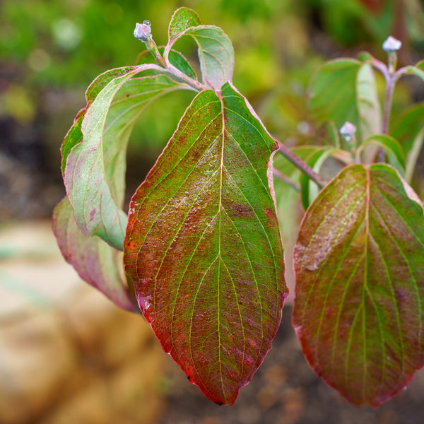 Cherokee Brave Dogwood