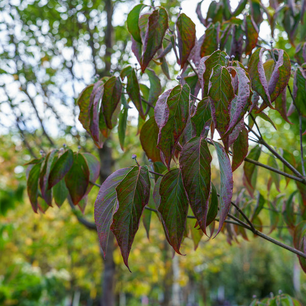 Cherokee Brave Dogwood