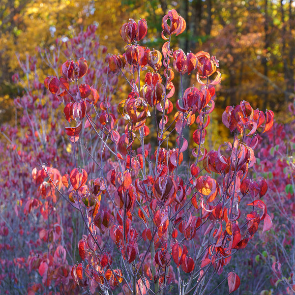 Cherokee Chief Dogwood